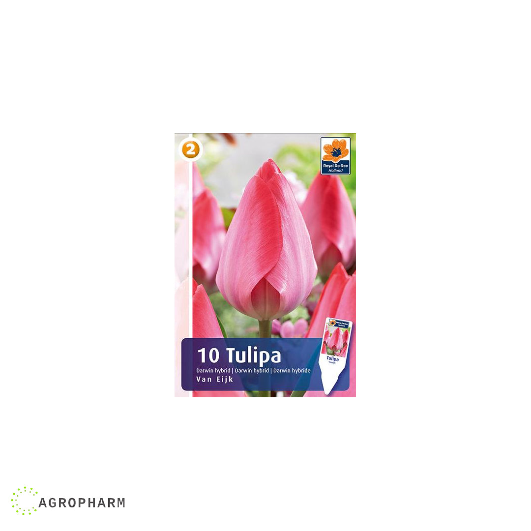 Tulipa Van Ejk 5/1