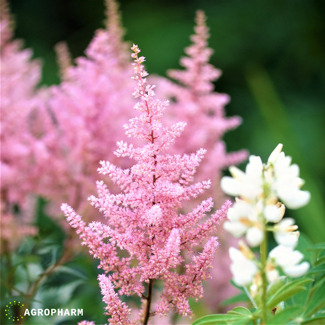 Astilbe Pink 1/1