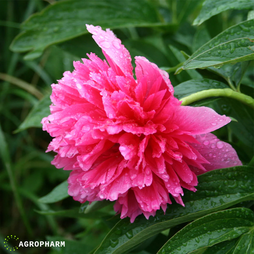 Peonina officinalis Pink