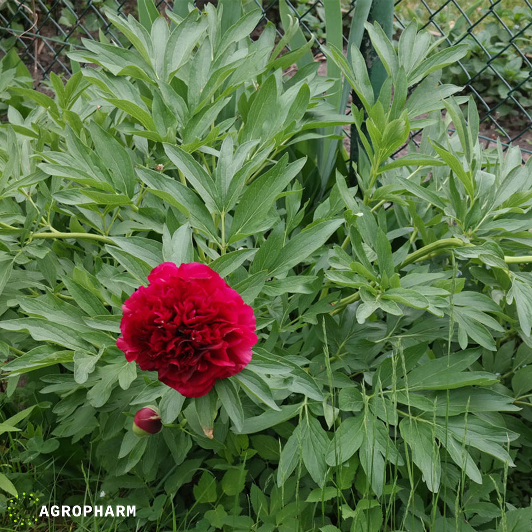 Peonina officinalis Red
