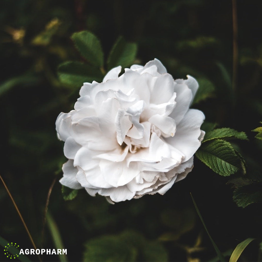 Peonina (božur) officinalis White