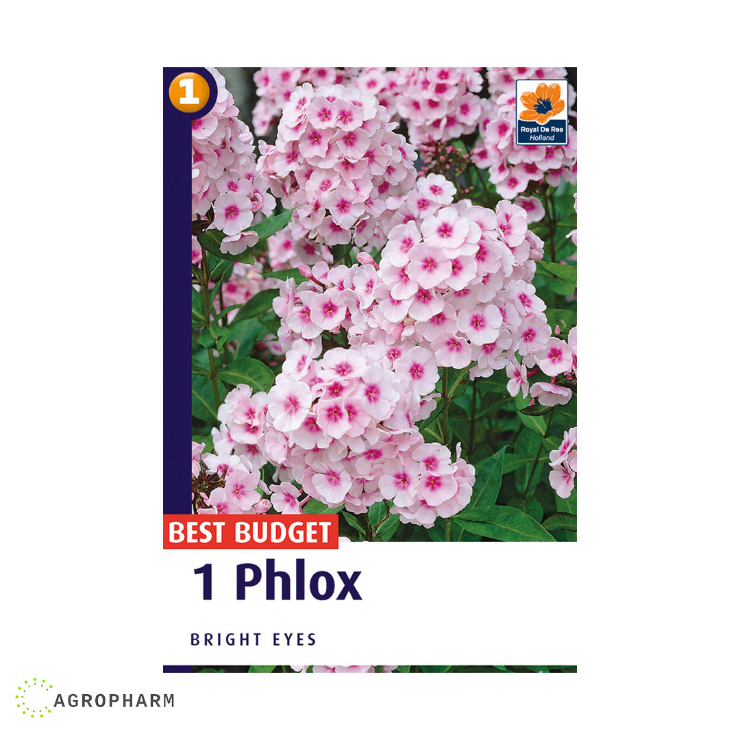 Phlox (plamenac) bright eyes