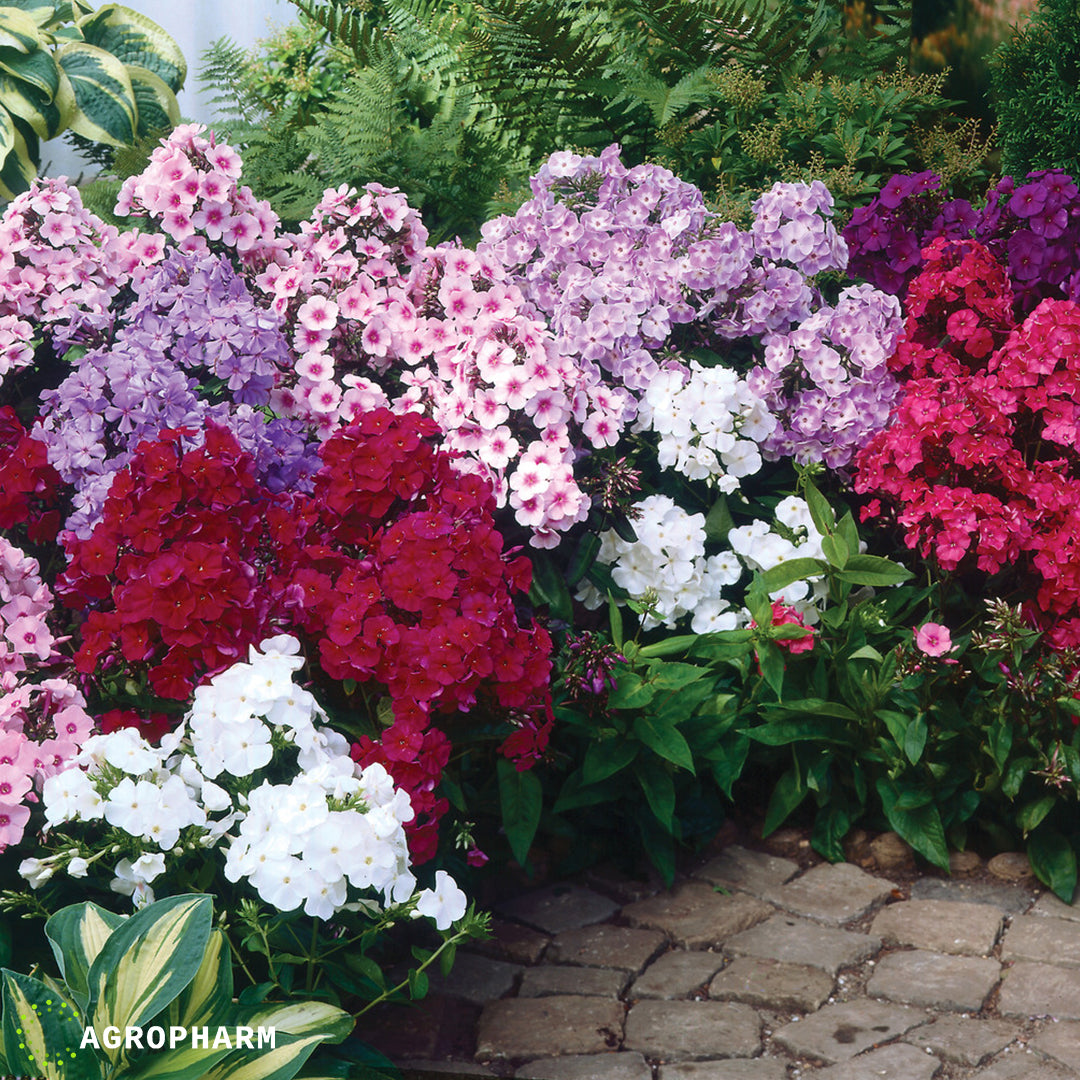 Phlox (plamenac) paniculata mix