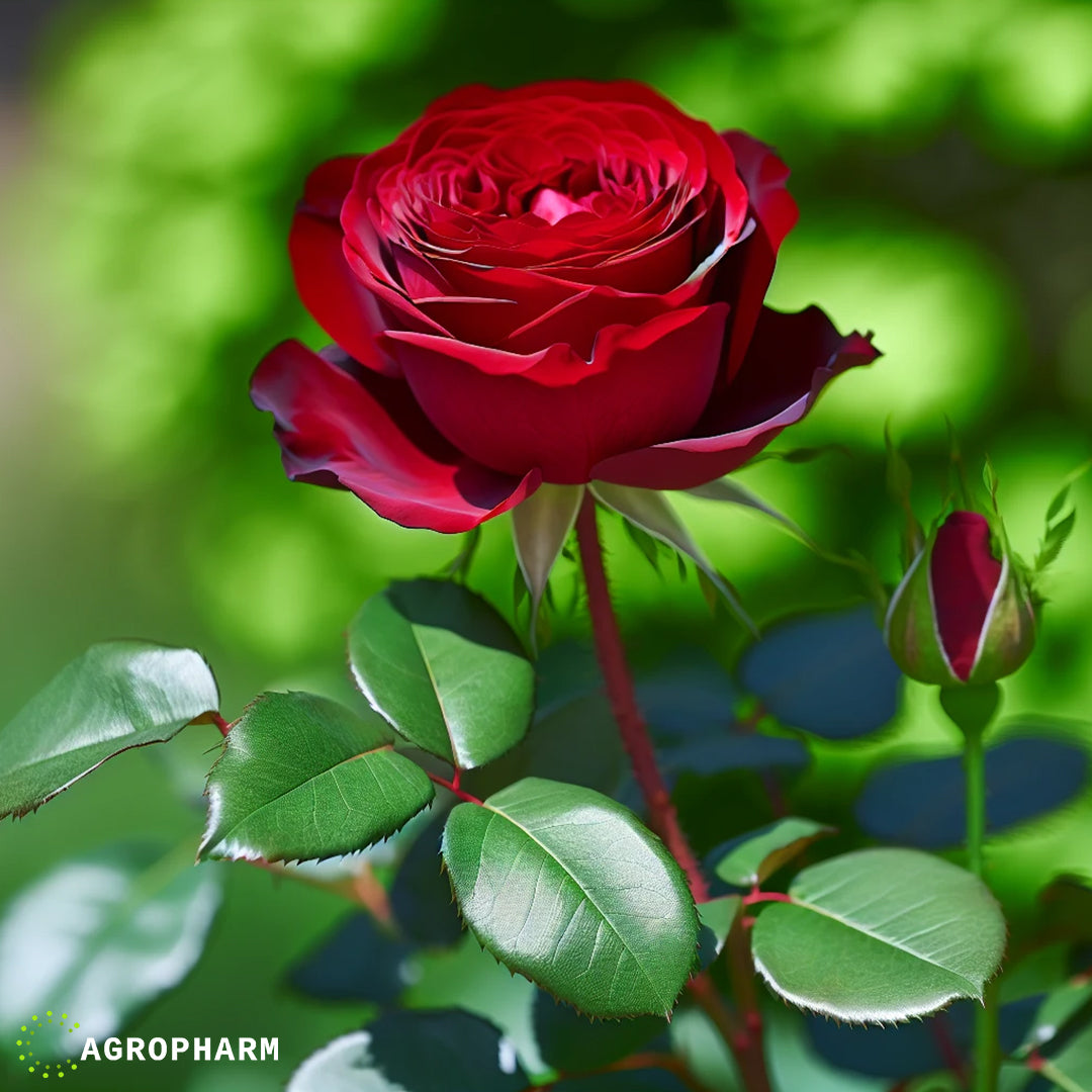 Ruža crvena puzavica New York