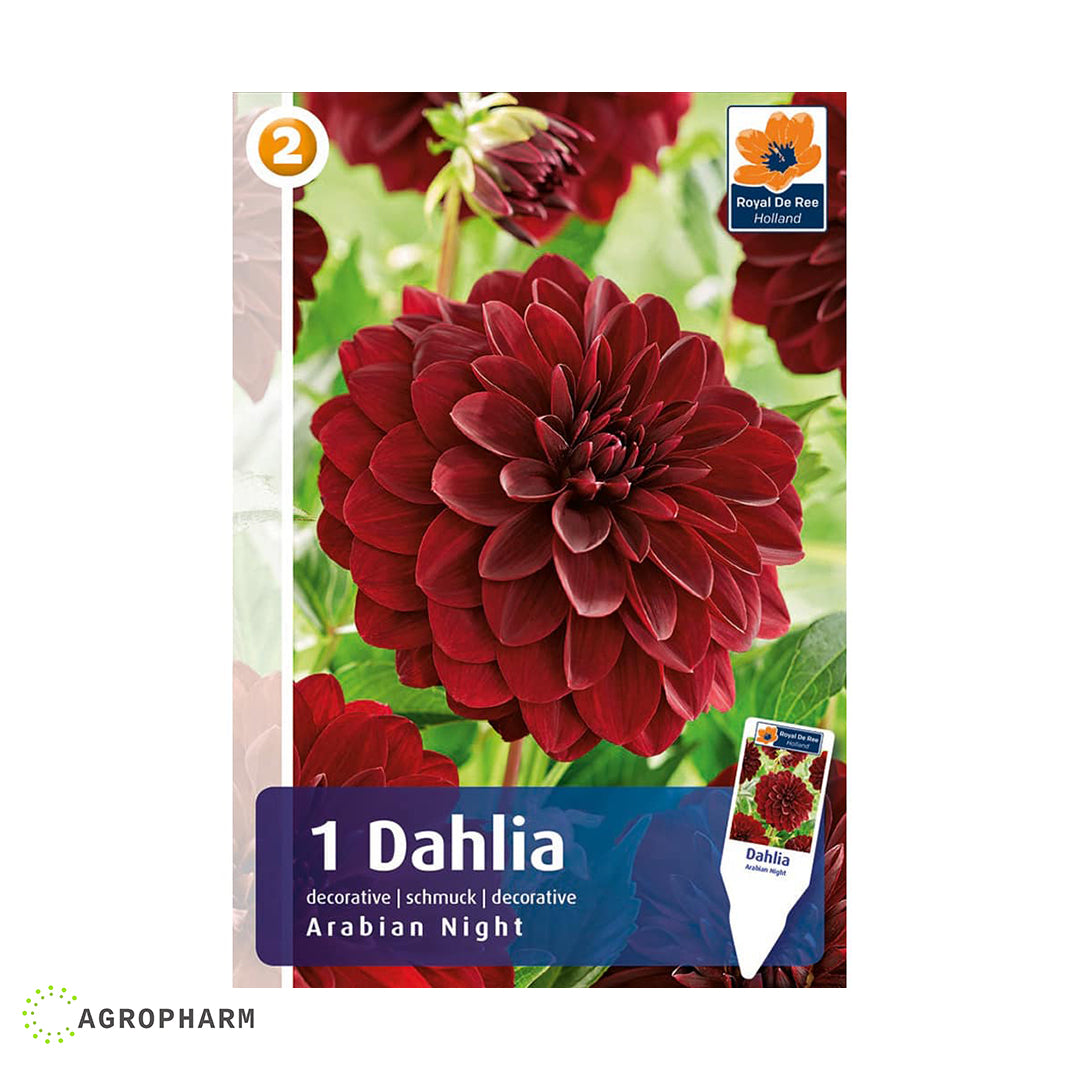 Dahlia Arabian Night 1/1