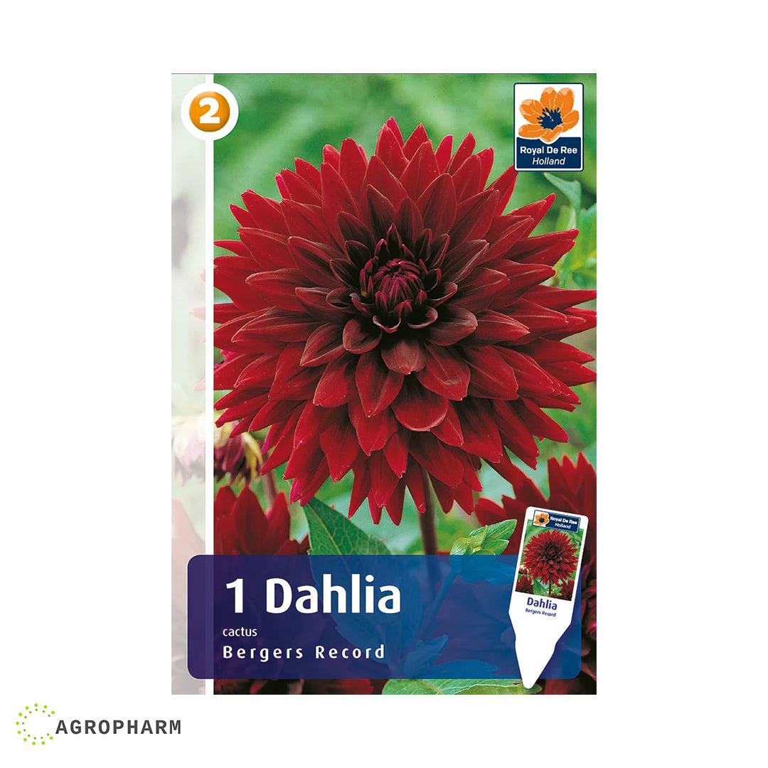 Dahlia Bargers Record 1/1