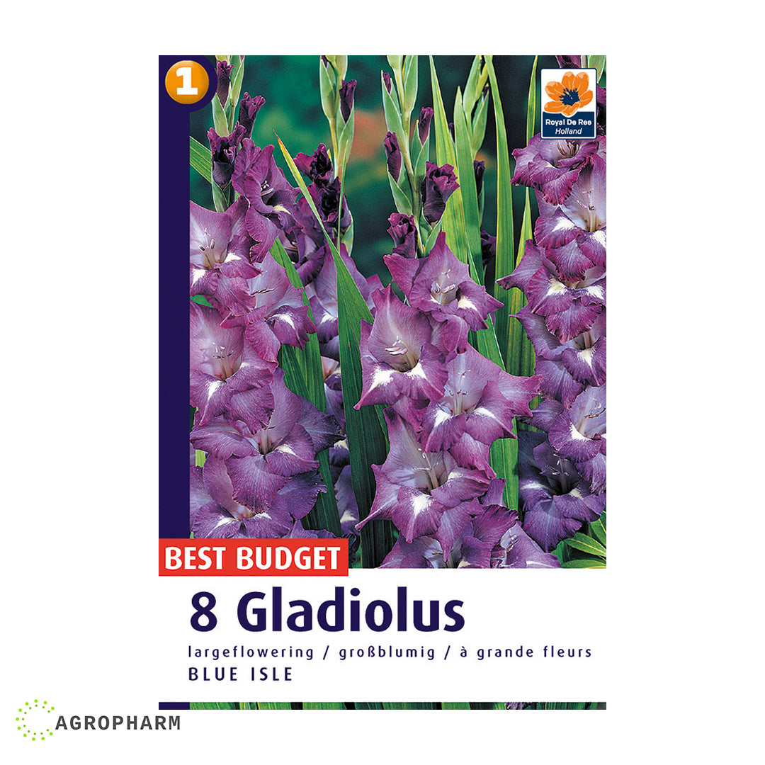 Gladiola Blue Isle 8/1