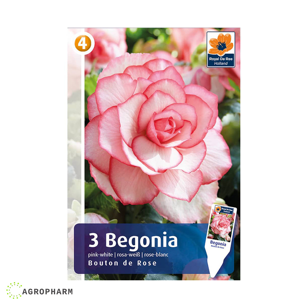 Begonia Bouton de Rose 3/1