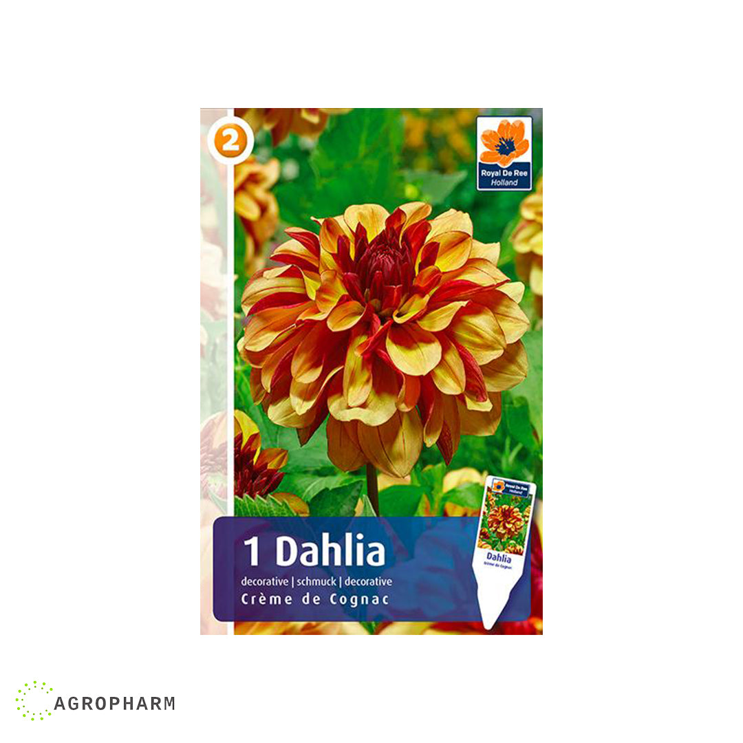 Dahlia Créme de Cognac 1/1