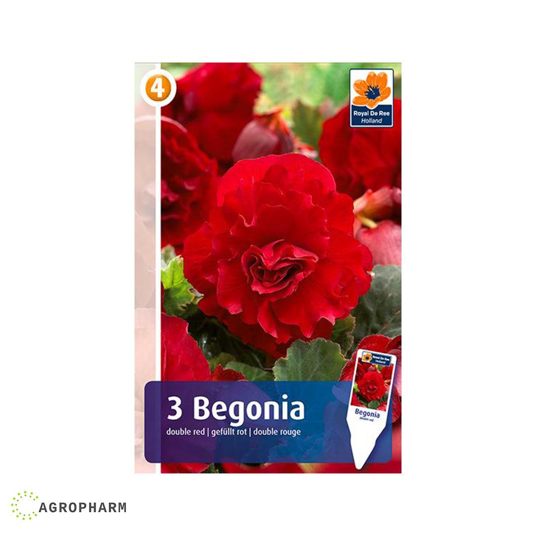 Begonia Double Red 3/1