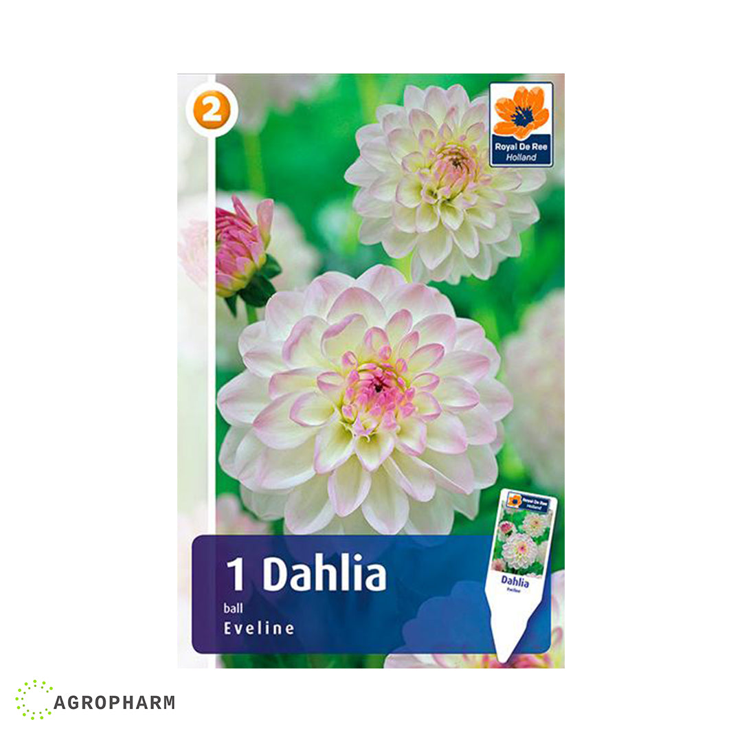 Dahlia Evelin 1/1