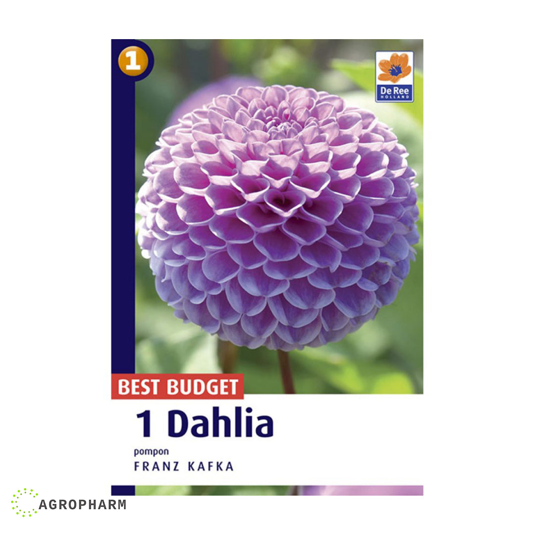 Dahlia Franz Kafka 1/1