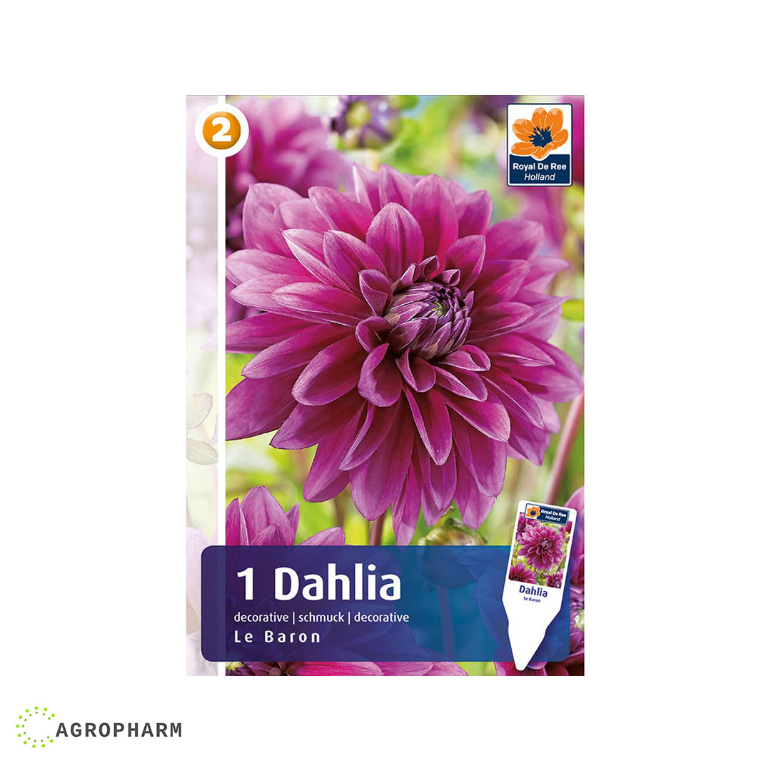 Dahlia Le Baron 1/1