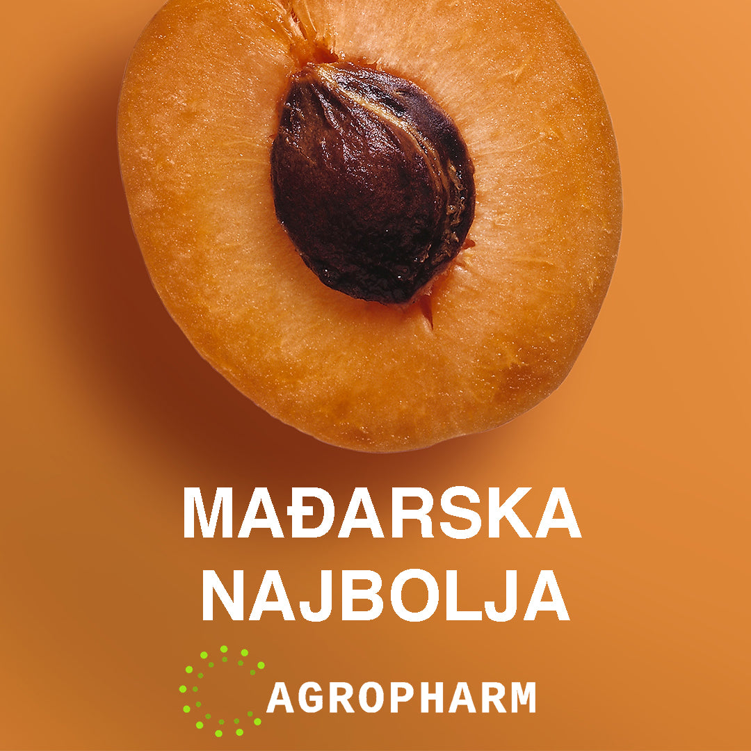 Kajsija Mađarska Najbolja Sadnica Voca