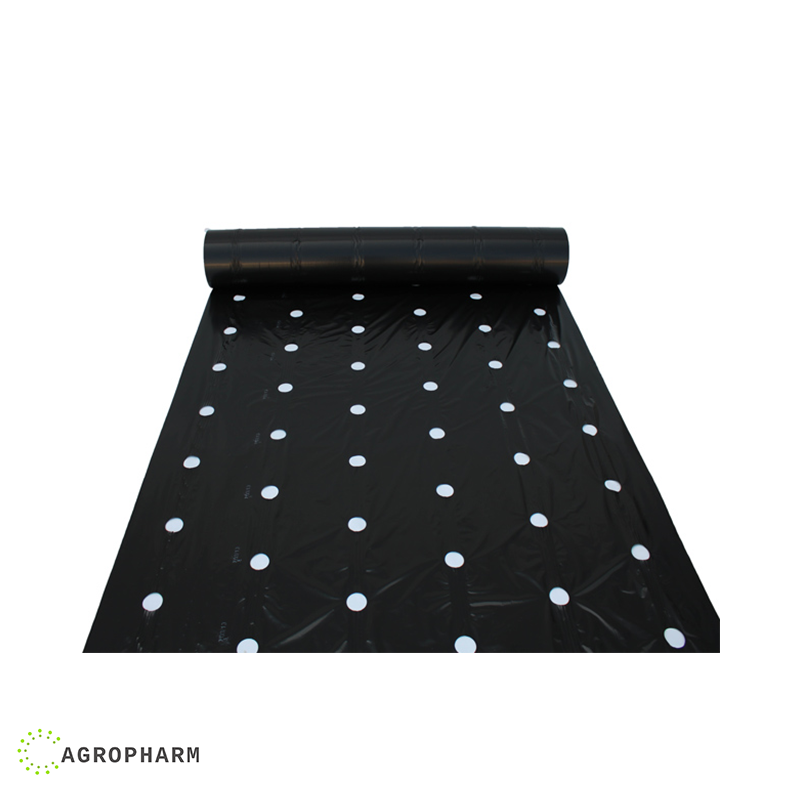 Malč folija 6 rupe za salatu 1m širina