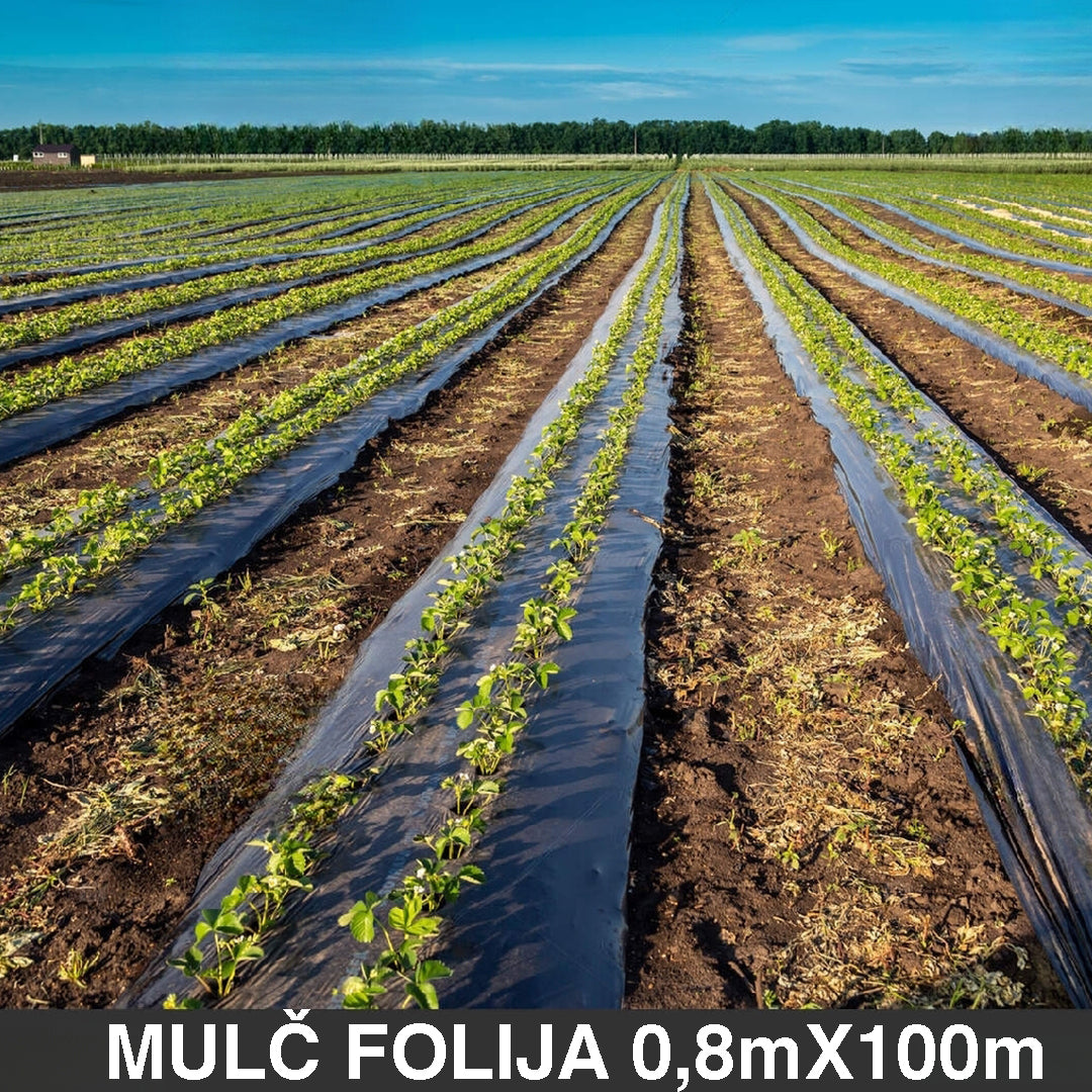 Malč folija 0,8m x 100m bez rupa