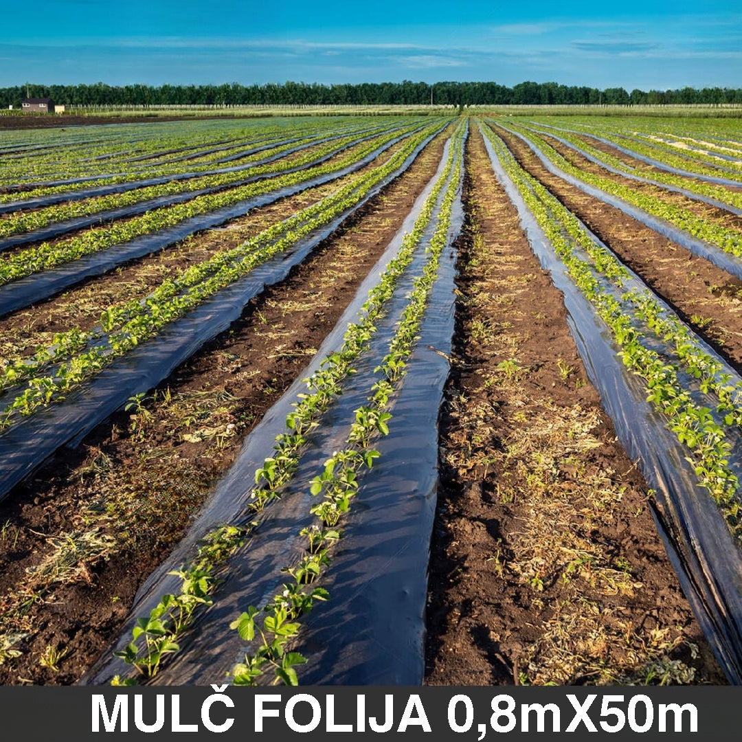 Malč folija 0,8m x 50m bez rupa