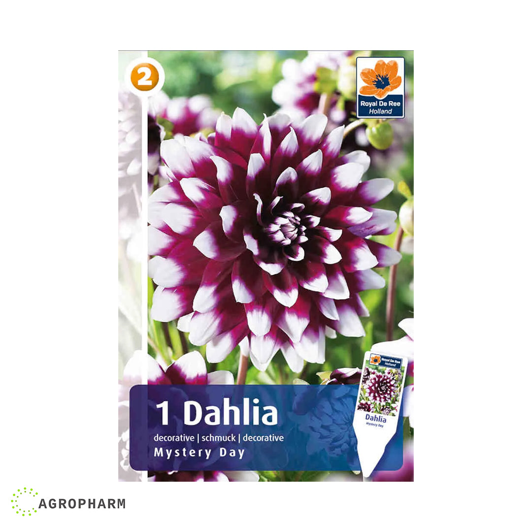 Dahlia Mystery Day 1/1