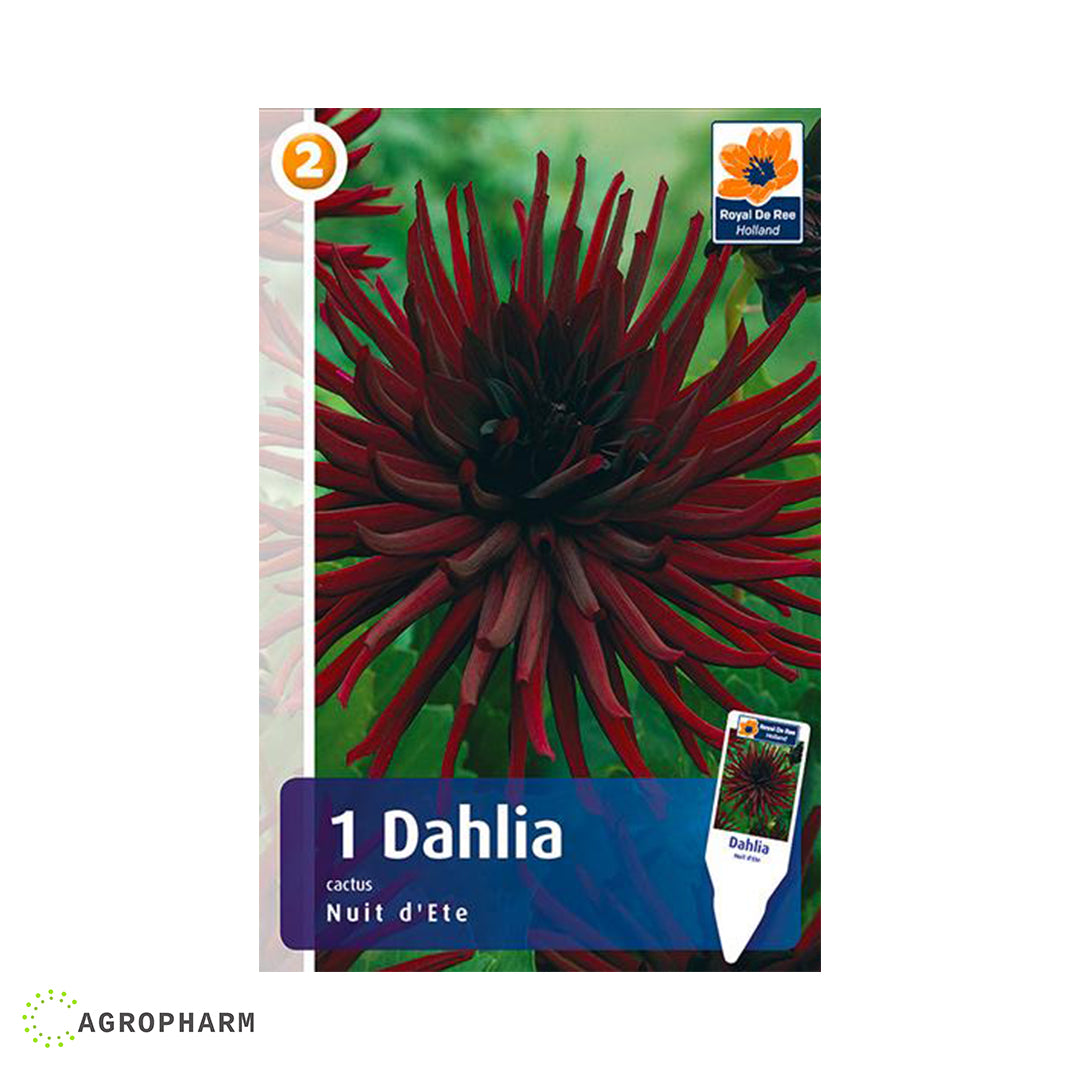 Dahlia Nuit d'Ete 1/1