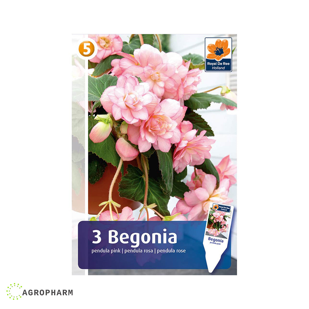 Begonia Pendula Pink 2/1