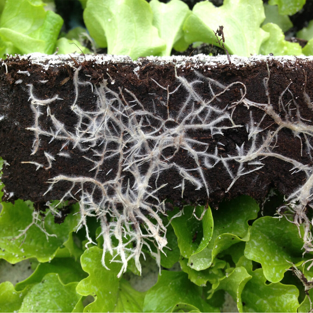 Potground H Substrat za rasad 70l