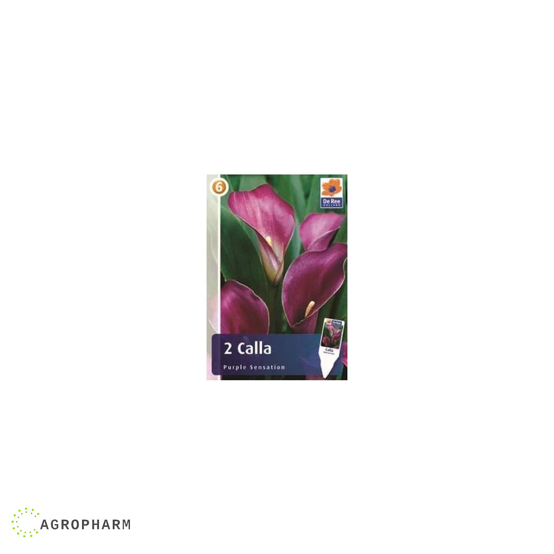 Calla Purple Sensation 2/1