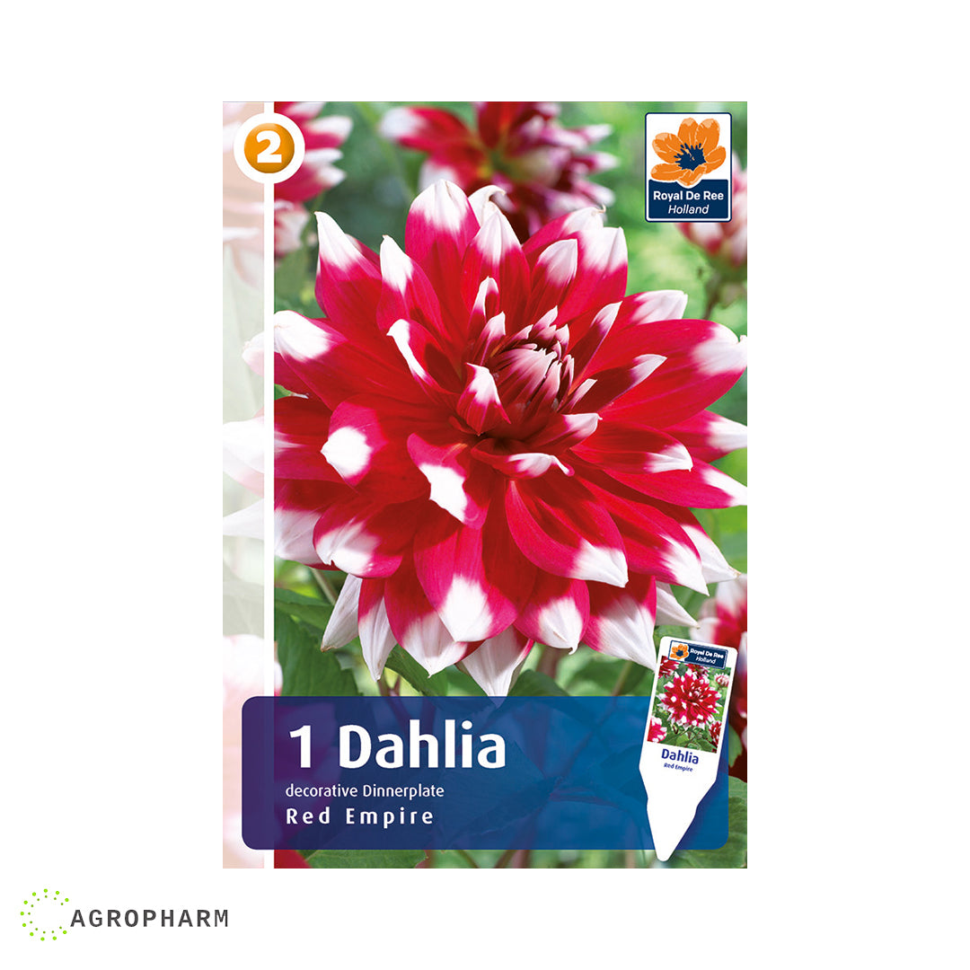 Dahlia Red Empire 1/1