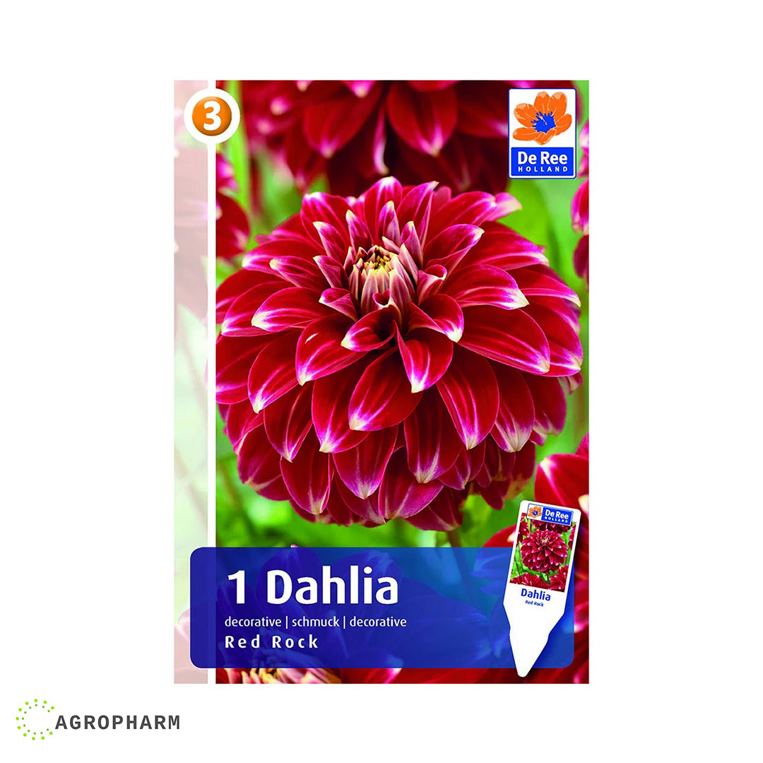 Dahlia Red Rock 1/1
