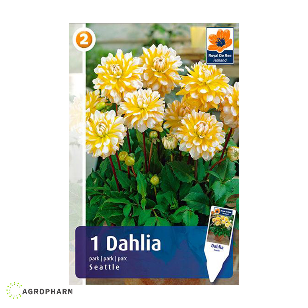Dahlia Seattle 1/1