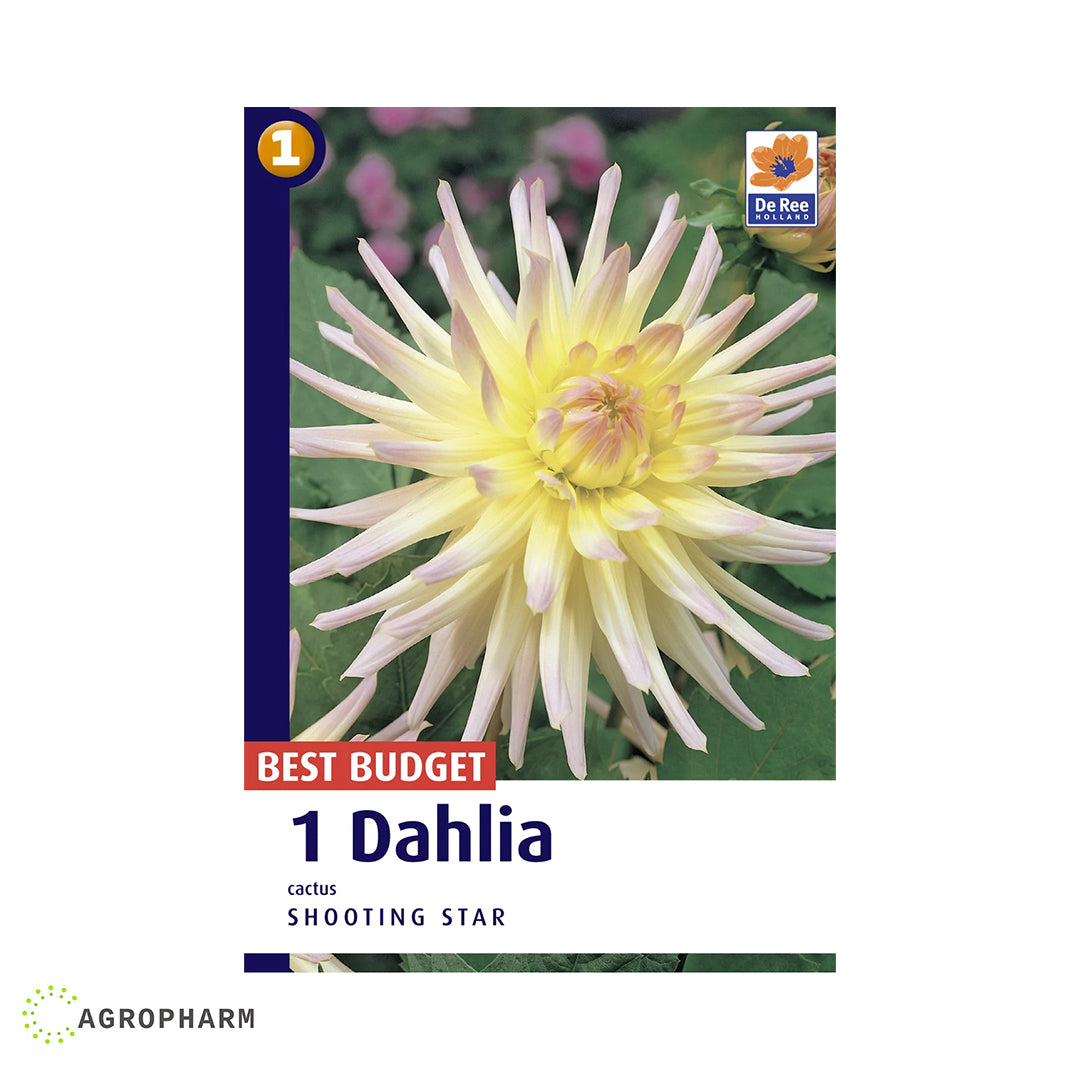 Dahlia Shooting Star 1/1