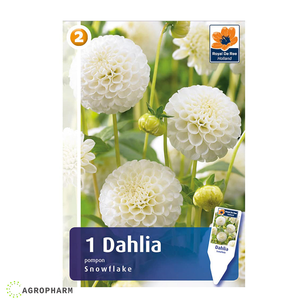 Dahlia Snowflake 1/1