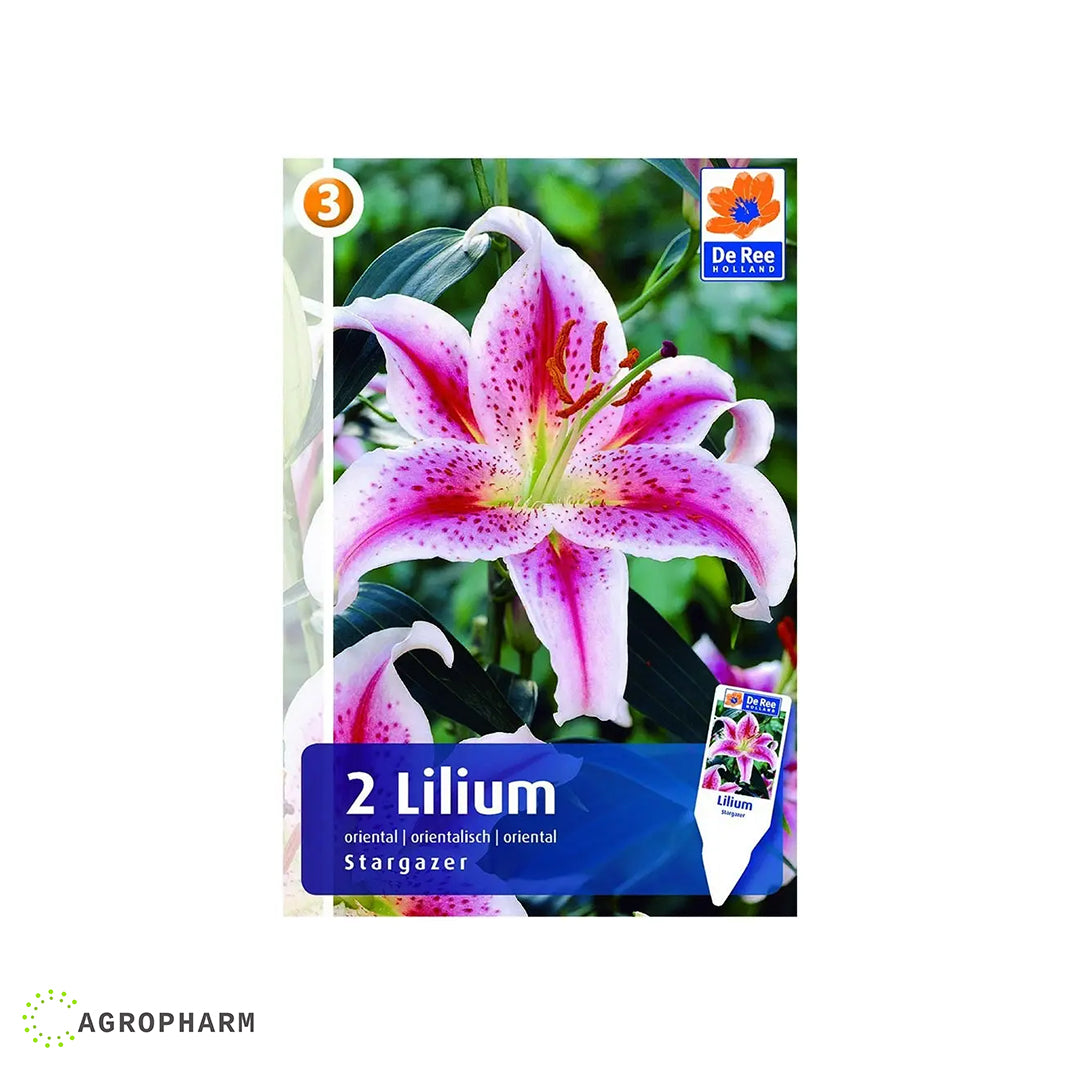 Lilium Stargazer 2/1