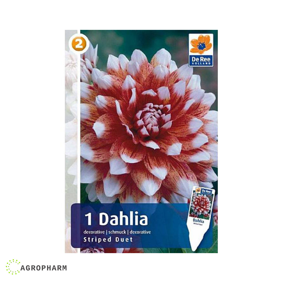 Dahlia Striped Duet 1/1