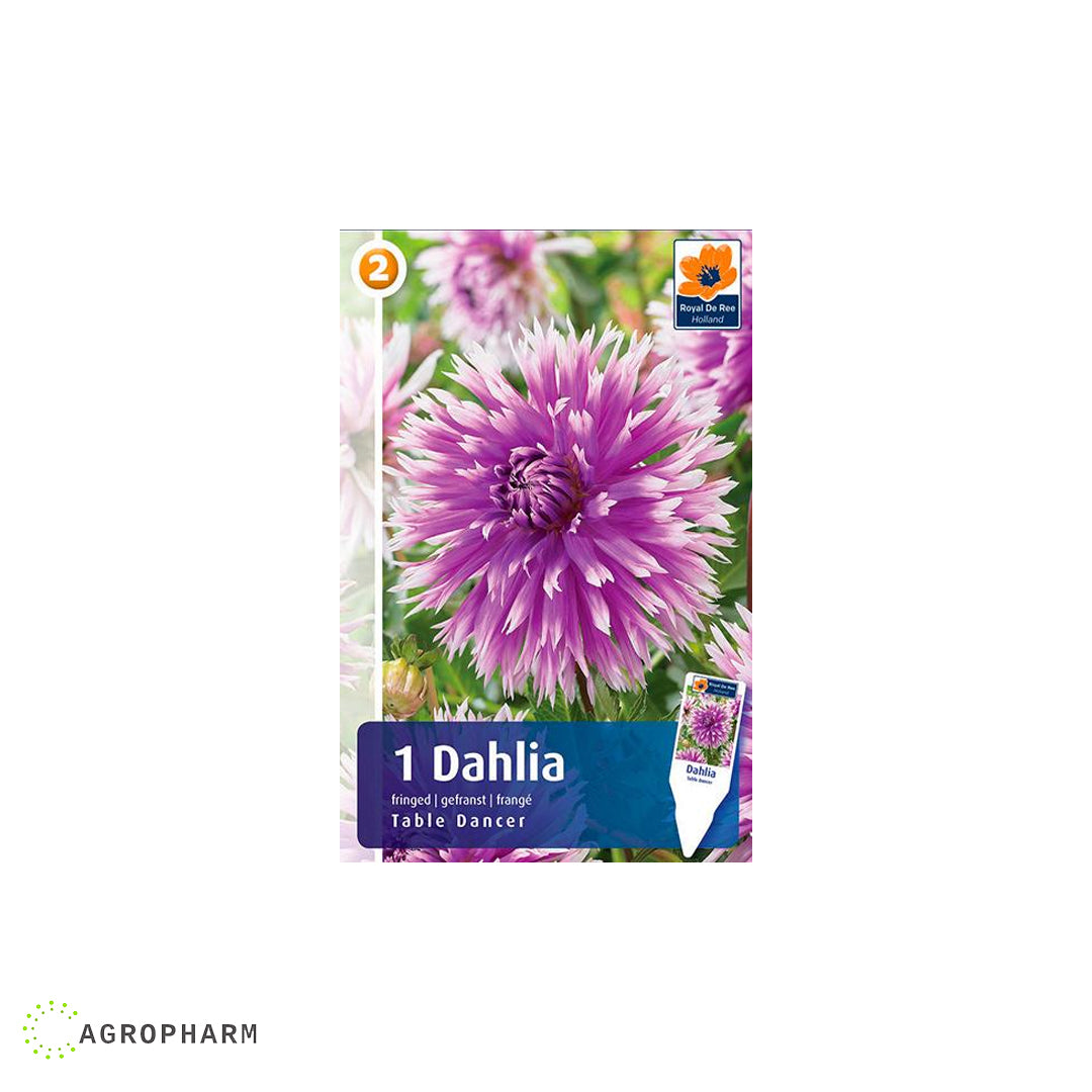 Dahlia Table Dancer 1/1