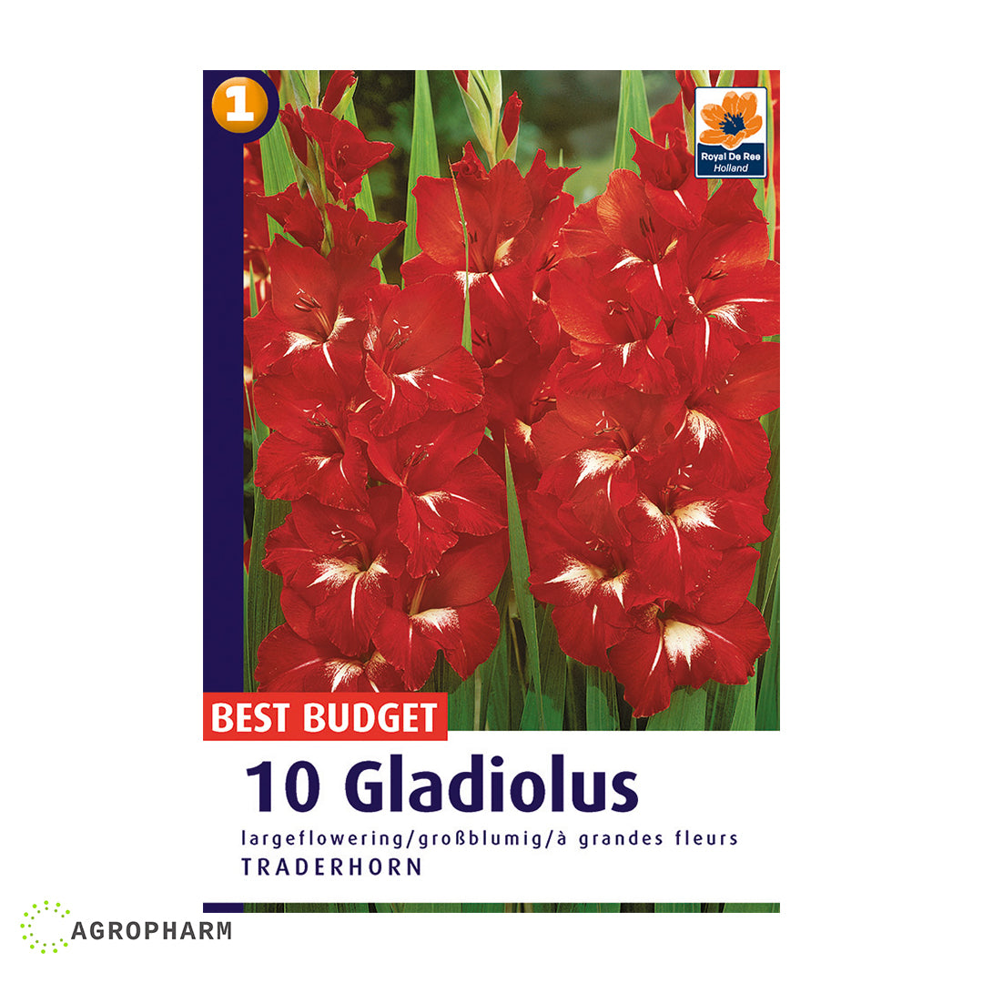 Gladiola Traderhorn 10/1
