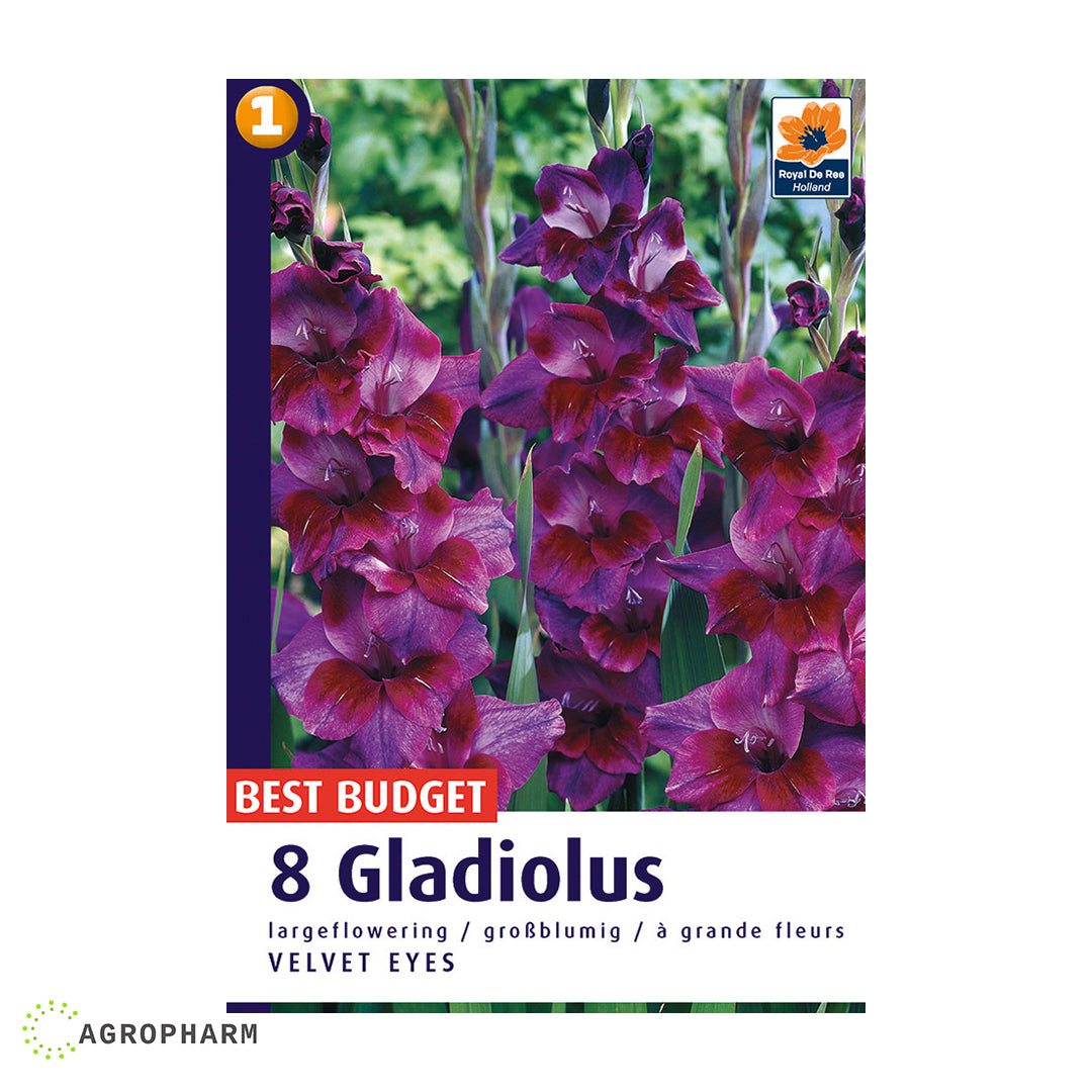 Gladiola Velvet Eyes 8/1 Ljubičasta