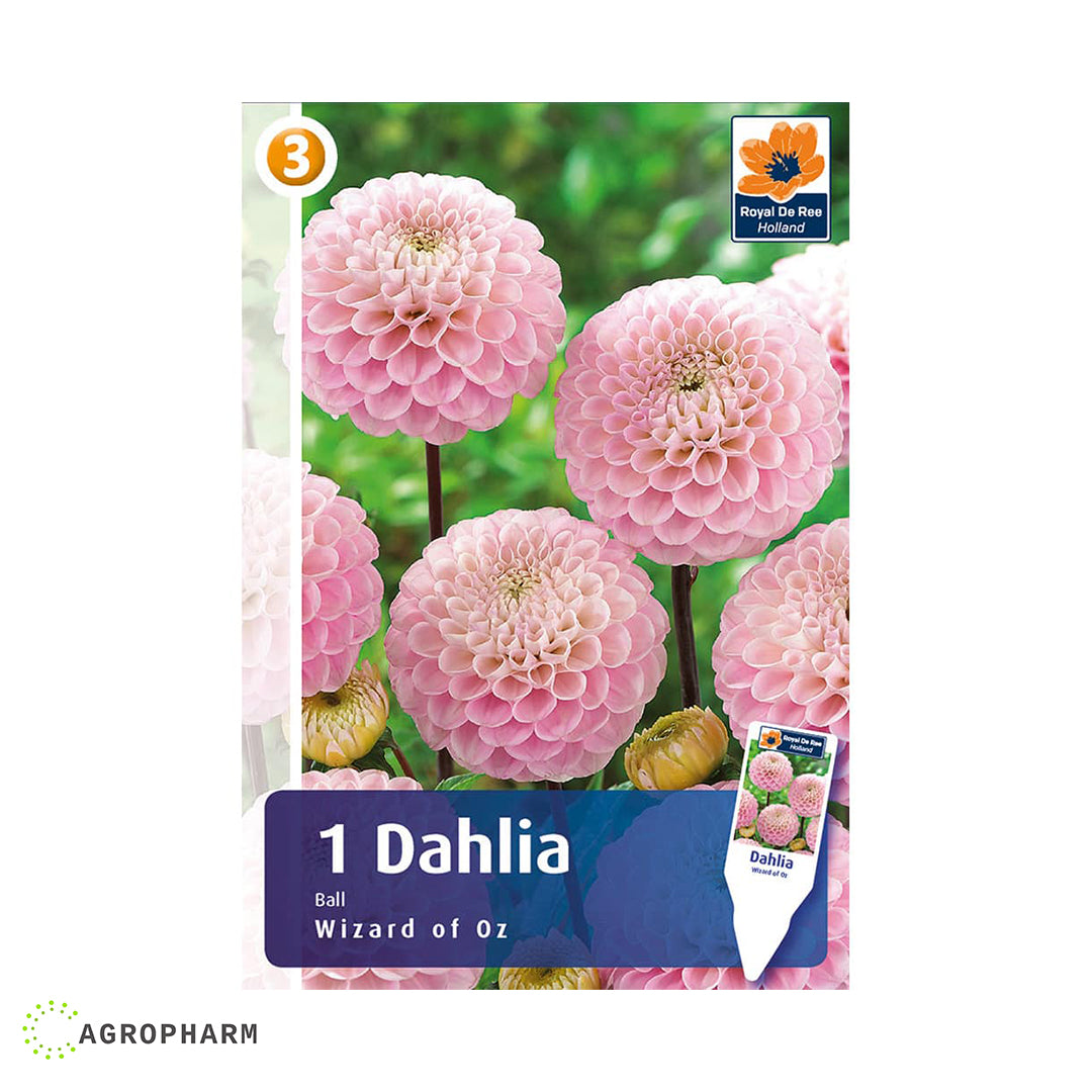 Dahlia Wizard of Oz 1/1