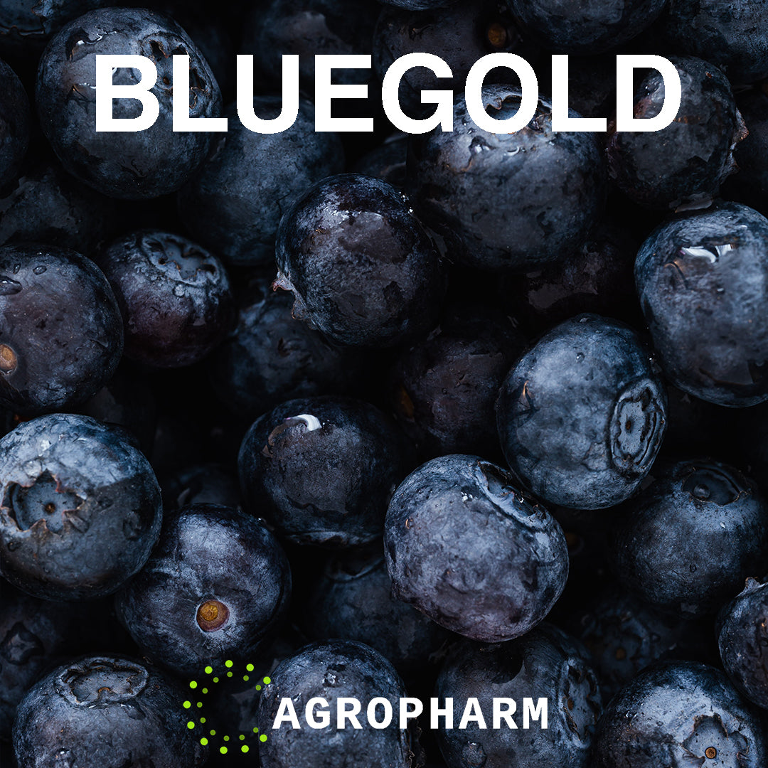 Borovnica Bluegold Sadnica voca