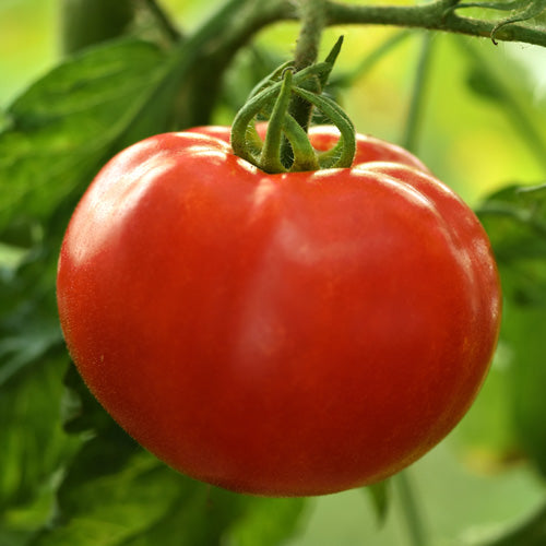 Uragan F1 Paradajz
