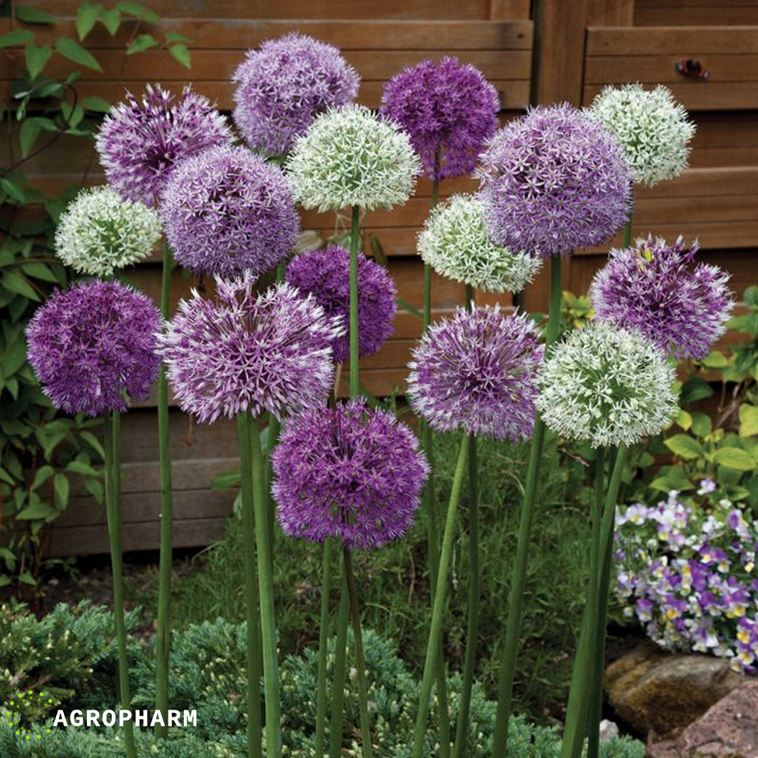 Allium Sensation Mix 5/1