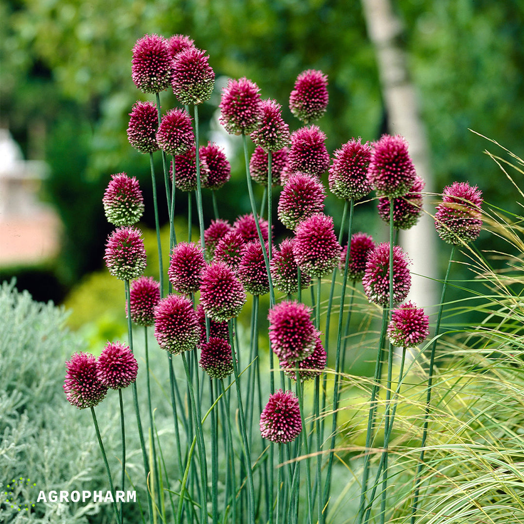 Allium Sphaerocephalon 30/1