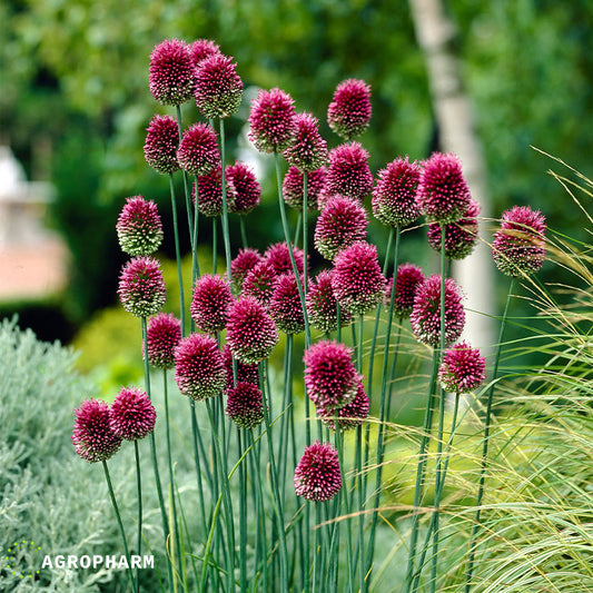 Allium Sphaerocephalon 30/1