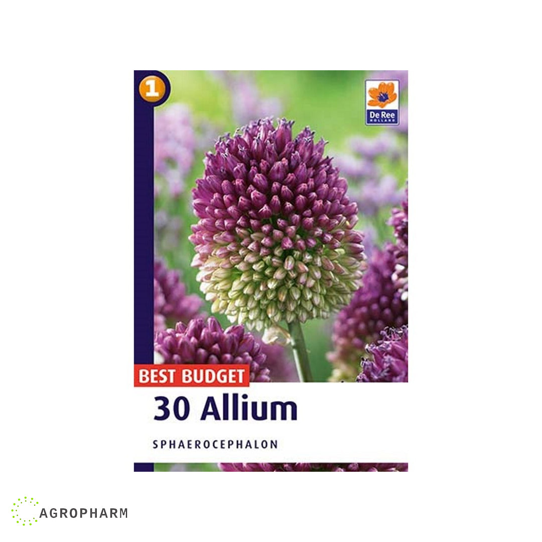 Allium Sphaerocephalon 30/1