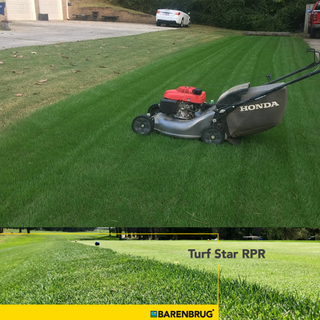 BARENBRUG RPR Lawn seme trave