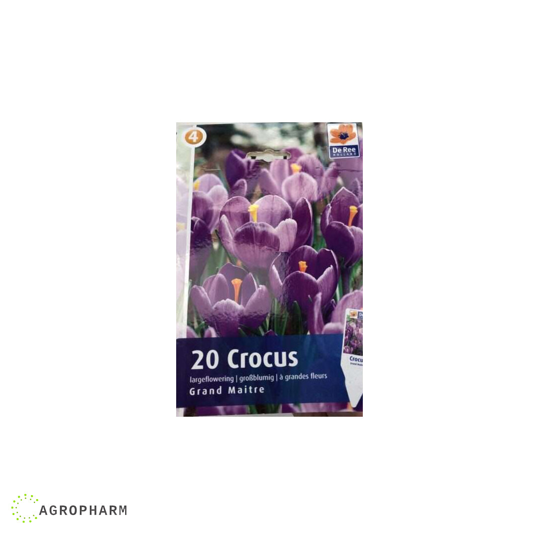 Crocus Grand Maitre 8/1