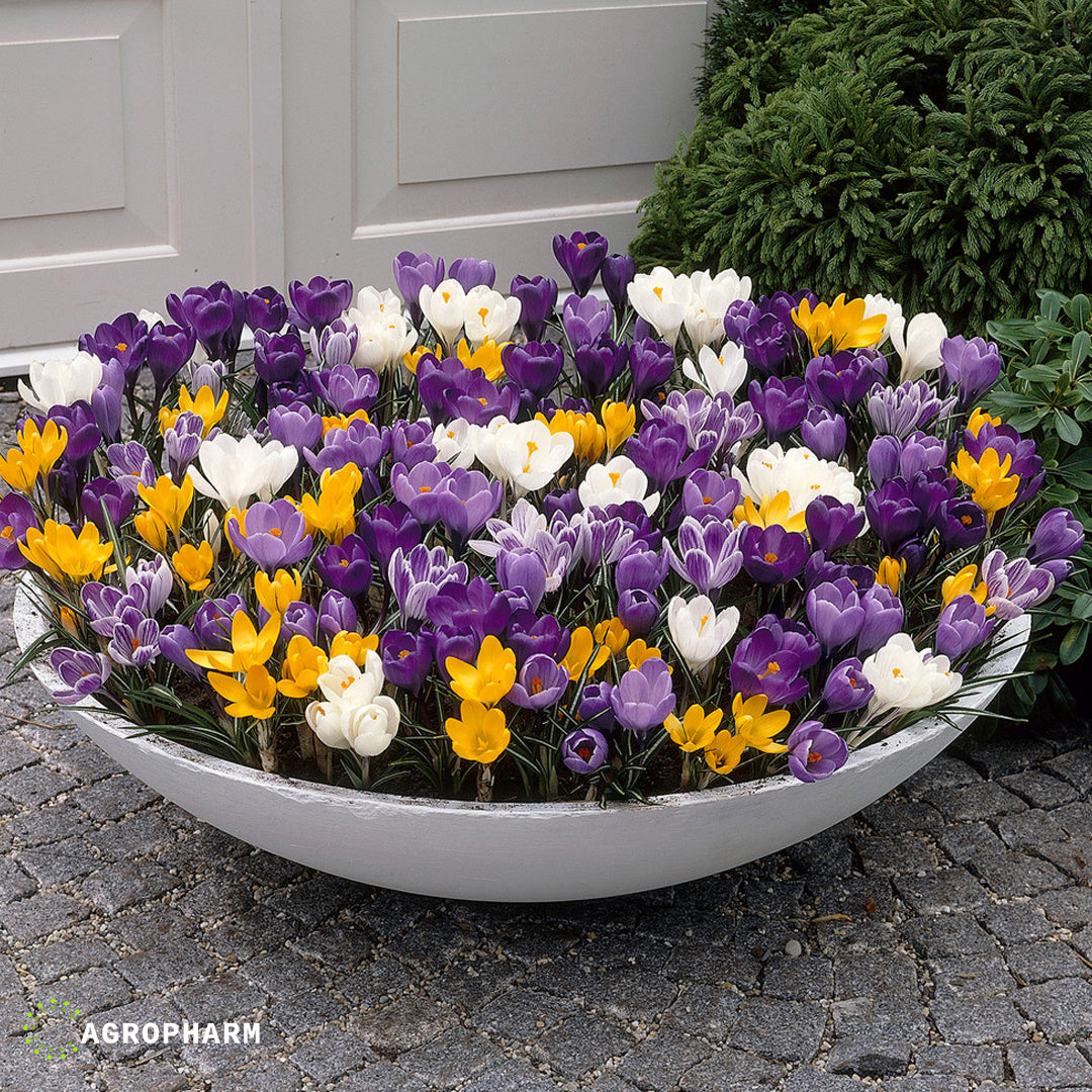 Crocus Lagerflowering mix