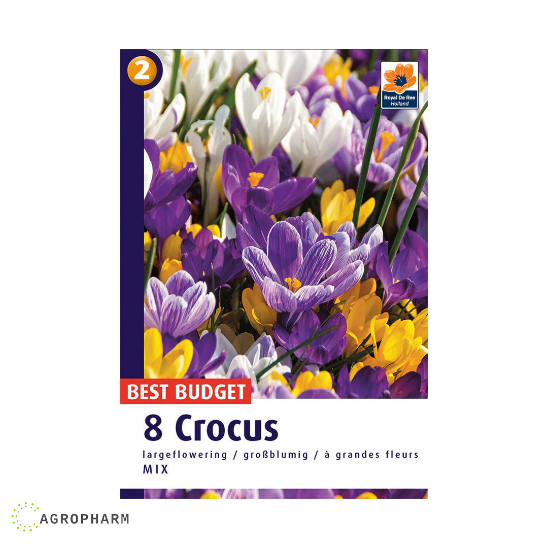 Crocus Lagerflowering mix 8/1