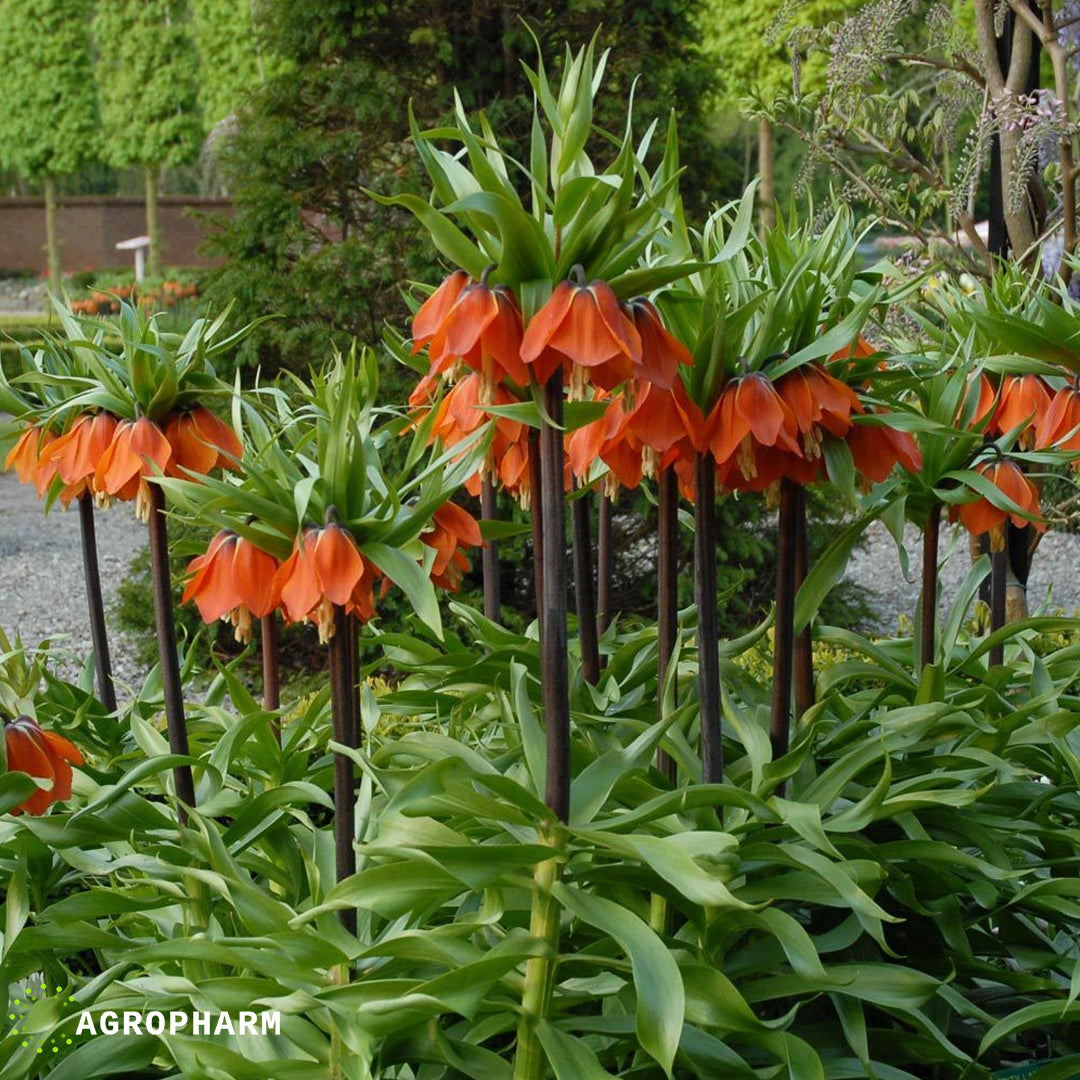 Fritillaria Imperialis rubra