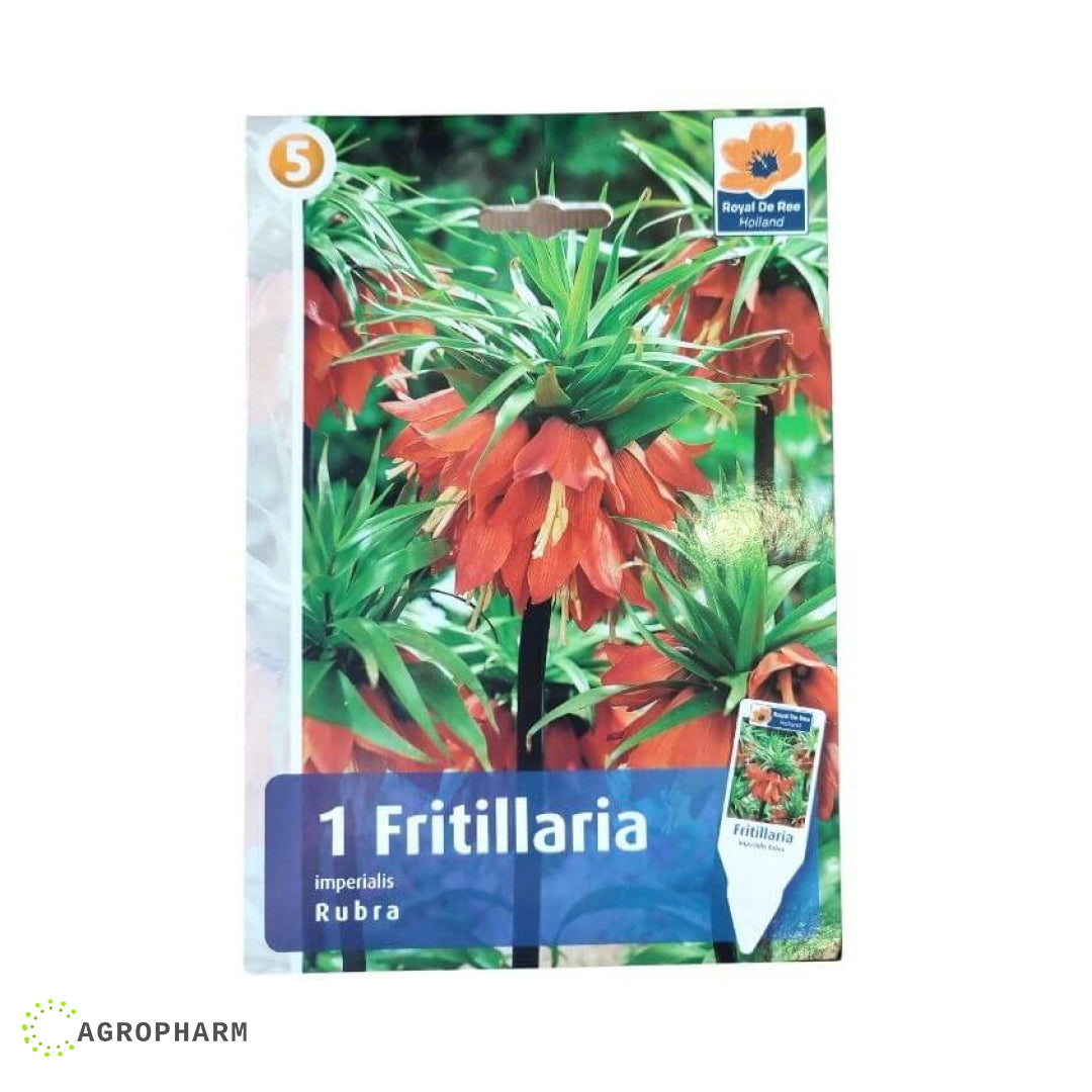 Fritillaria Imperialis rubra