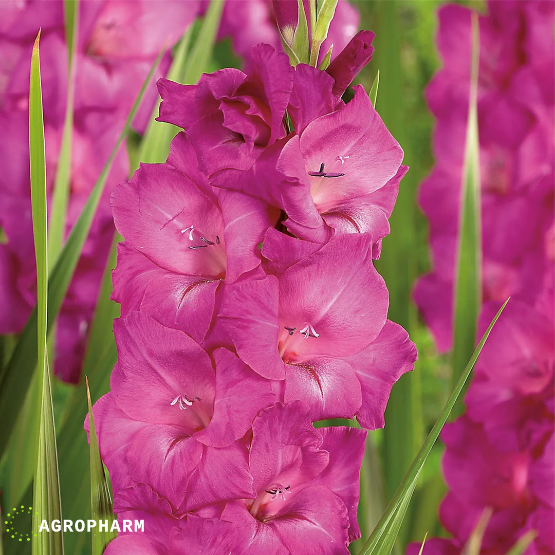 Gladiola Fidelio 8/1